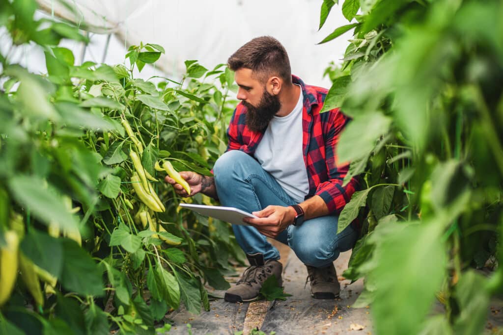 Greenhouse working looking at plant with tablet in hand